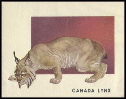 147 Canada Lynx